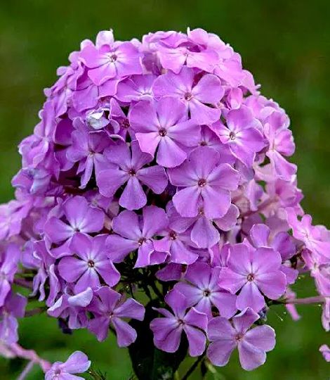 Phlox paniculata Purple